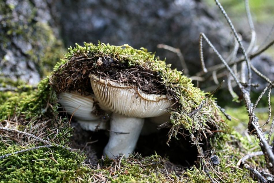Hidden biodiversity: thousands of mushroom species yet to be discovered